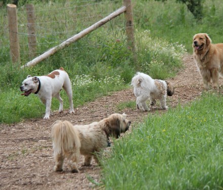 Four dogs in a fenced off-leash dog park.