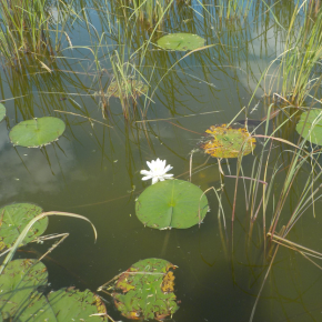 A water lily in a wetland