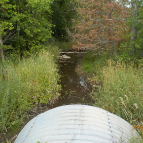 A stormwater culvert outlet into a vegetated stream.