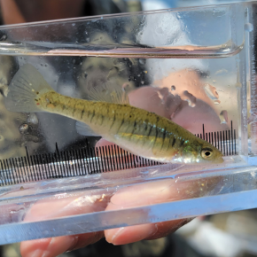 A small fish in a length measuring vessel.