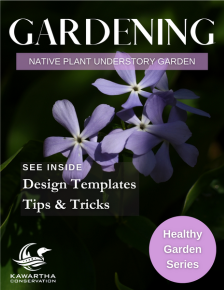 Understory Garden Guide, purple flower in shade