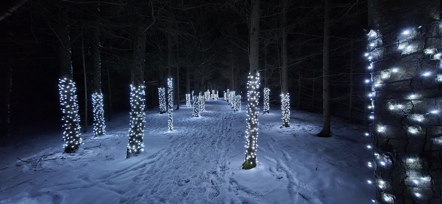 White lights guide the way through the Illuminated Forest at Ken Reid Conservation Area.