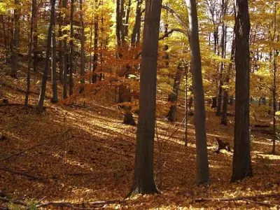 Durham East Cross Forest