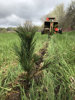 Machine planting trees