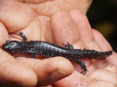 Blue-spotted Salamander is held in two hands.