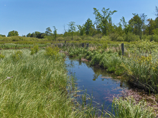 Clear river flows through grassy farmland