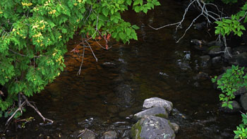 A shaded creek flowing through a green forest