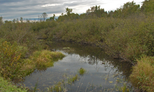 A wide creek flows from right to left surrounded by shrubbery