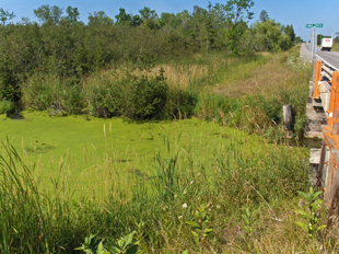 A small creek with green algae flows under a bridge