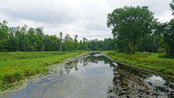 A small river surrounded by greenery flows outward into a forest