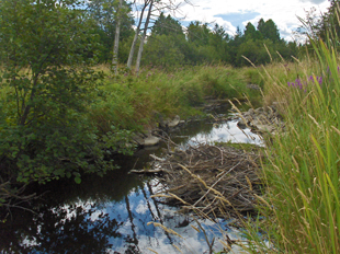 A clear river flows through a grassy area